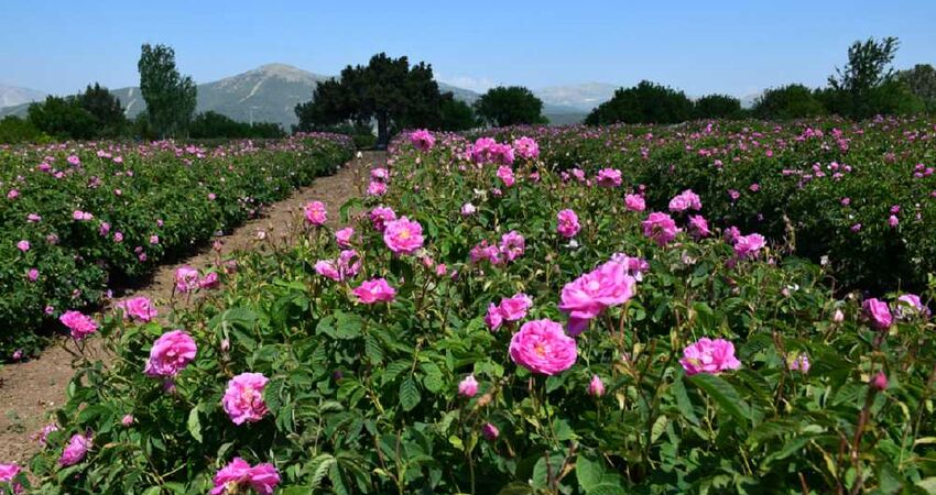 ISPARTA GÜL HASADI SALDA GÖLÜ PAMUKKALE TURU