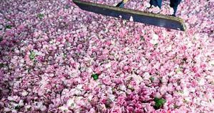 ISPARTA GÜL HASADI SALDA GÖLÜ PAMUKKALE TURU